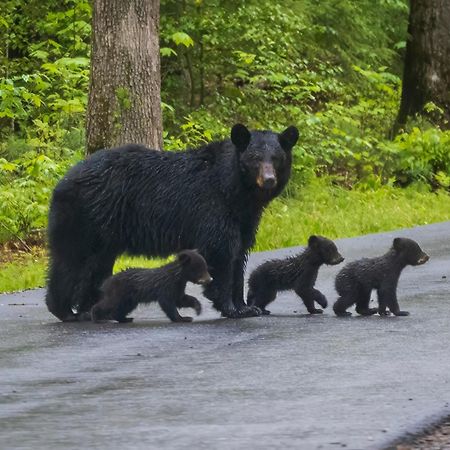 Majestic View Lodge, Amazing Views, Hot Tub, 1089 Free Tickets Each Paid Day, Dollywood And More Gatlinburg Buitenkant foto